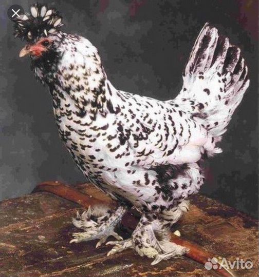 Инкубационное яйцо