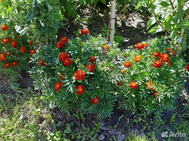 Бархатцы семена