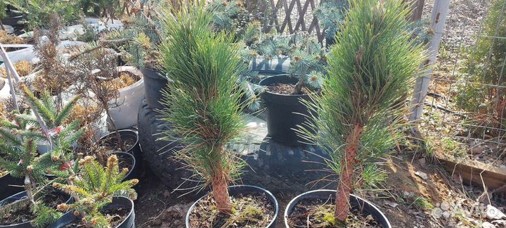 Сосна Грин тауэр и Фостигиата голубая