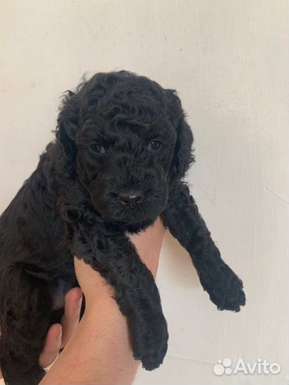 Малый пудель