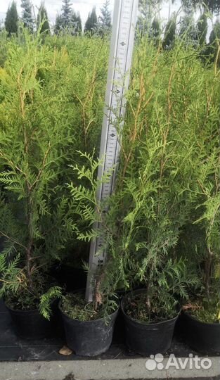 Туя брабант