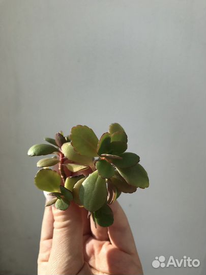 Каланхоэ + подарок (мята или алоэ)