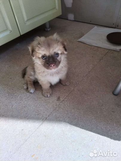 Метис пекинеса