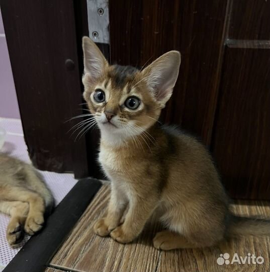 Абиссинская