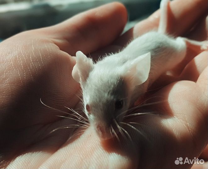 Сатиновые мышки