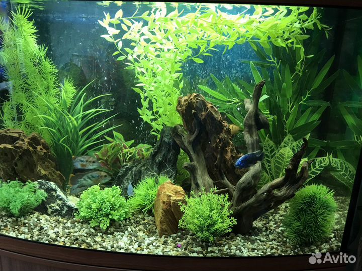 Обслуживание аквариумов