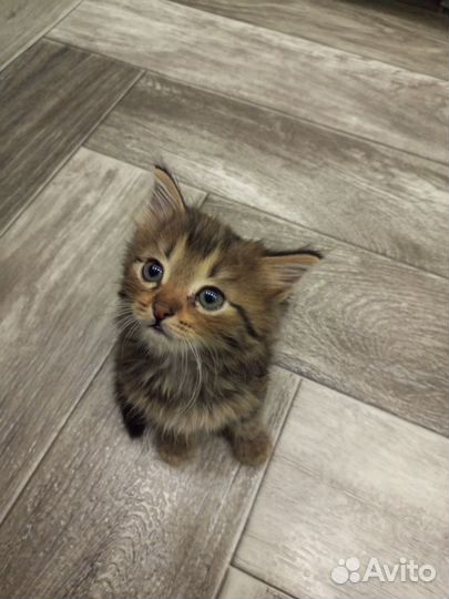 Котята сибирской кошки