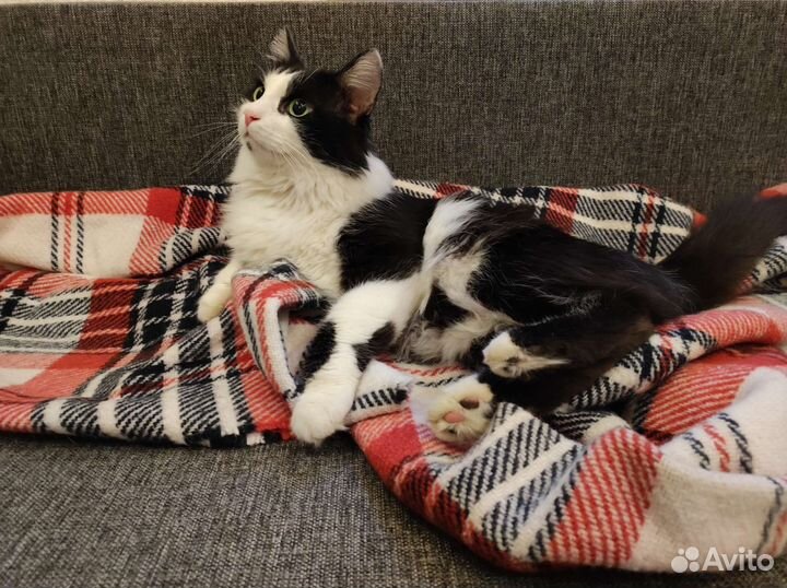 Фунтик ищет дом