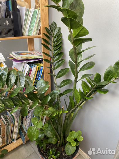 Замиокулькас 164 см