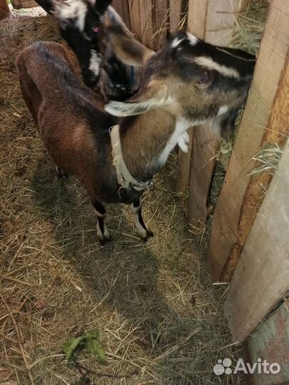 Козы дойные