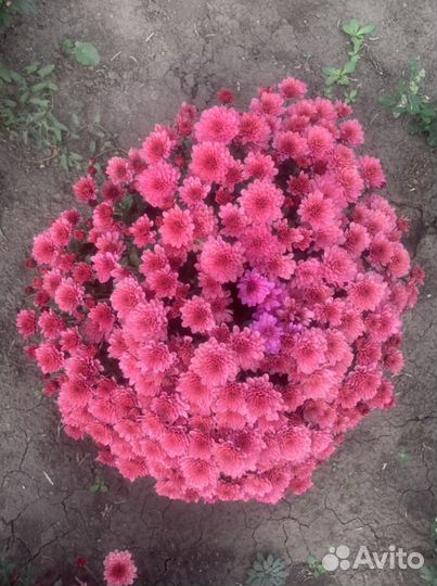 Хризантема Мультифлора