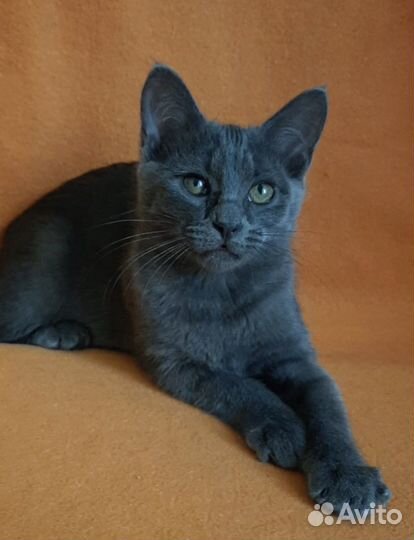 Котенок Марик фенотип 