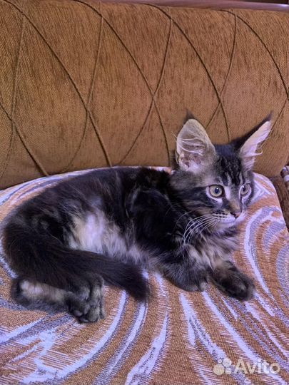 Воспитанный мальчик Мейн-кун