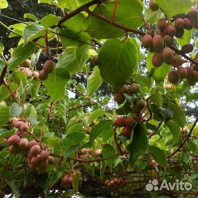 Актинидия (Киви) разных сортов в горшках