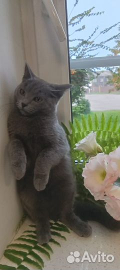 Котята в дорые руки