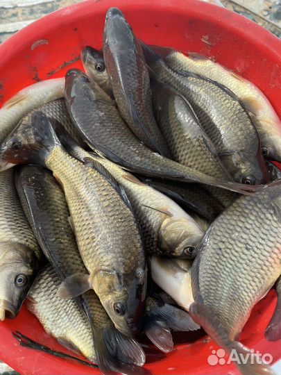 Мальки рыбы для пруда