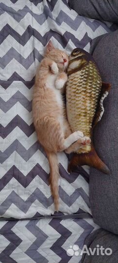 Котенок мальчик 1,5месяца в добрые руки