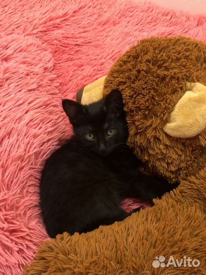 Кошки в добрые руки