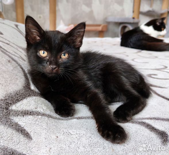 Котенок Мишка
