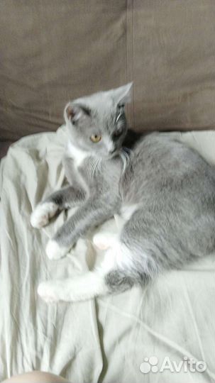 Кошка