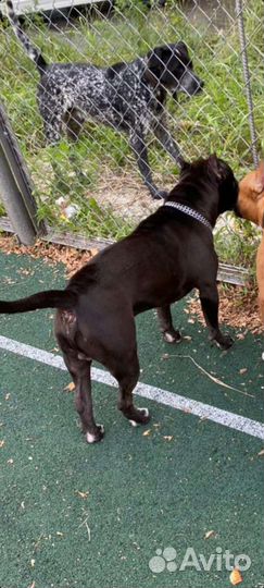 Амстафф вязка