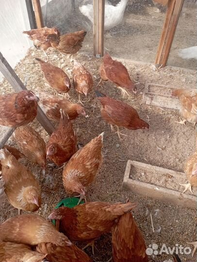 Курочки молодки несушки