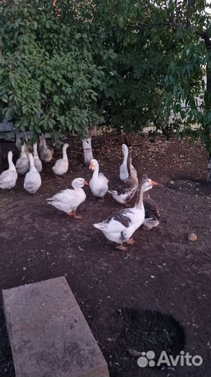 Холмогорские гуси