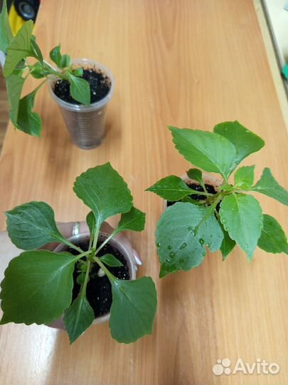 Бальзамин махровый розовый