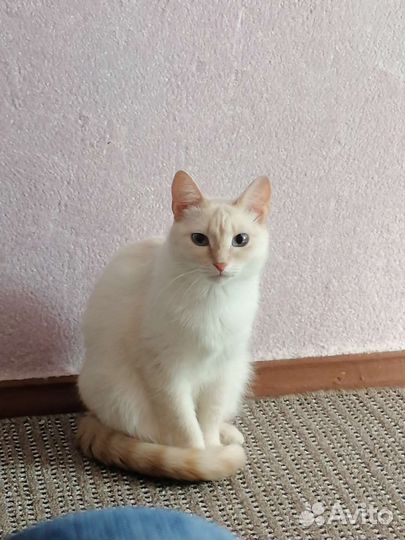 Домашняя передержка