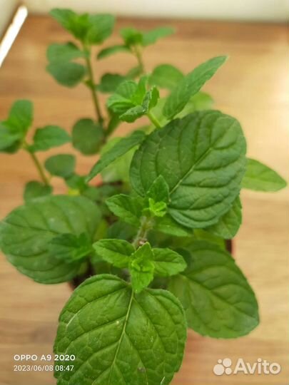 Мята сортовая