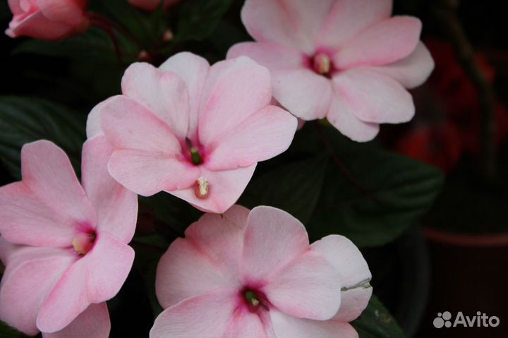 Бальзамин новогвинейский