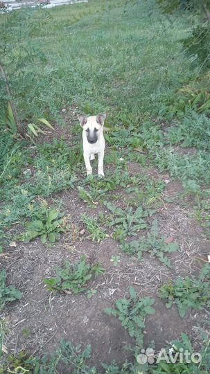 Собачка в добрые руки