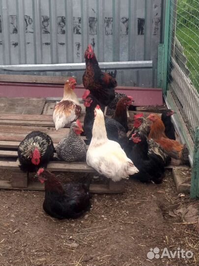 Молодые красивые петушки