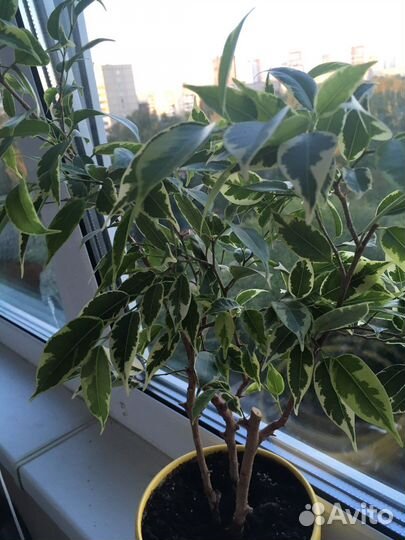 Фикус Бенджамина пестролистный