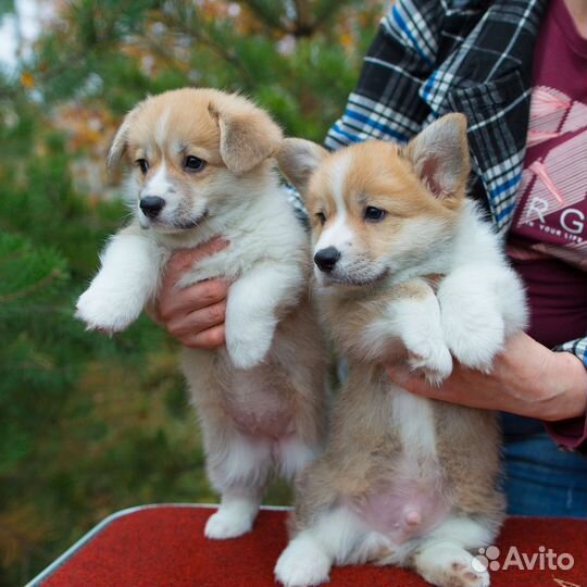 Девочки и мальчики вельш корги пемброк