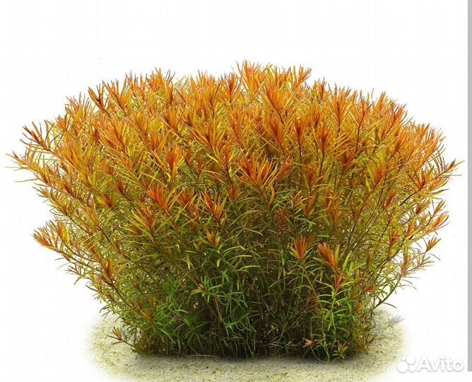 Аквариумные растения прополка