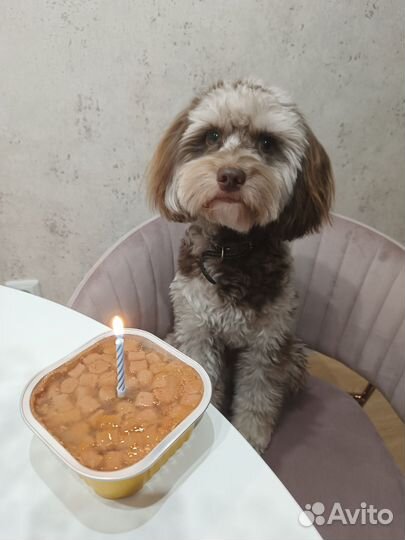 Кобель вязка мальтипу