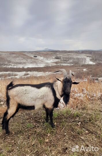 Козы, козёл, козлята
