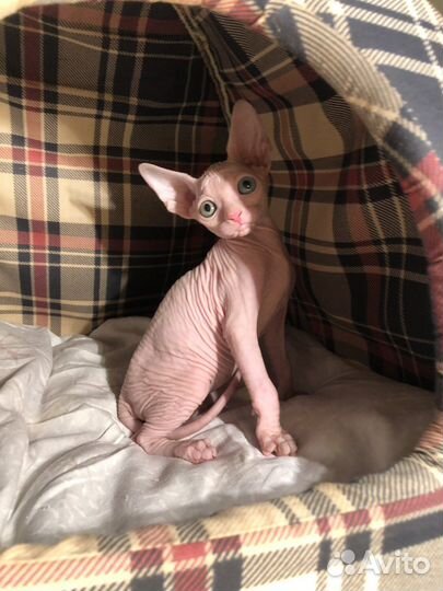 Разноглазый канадский сфинкс