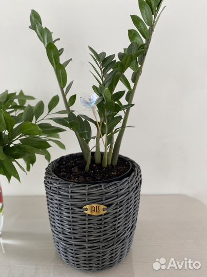 Кашпо из экоротанга