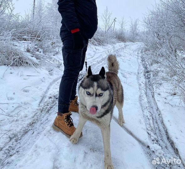 Хаски Собака в добрые руки
