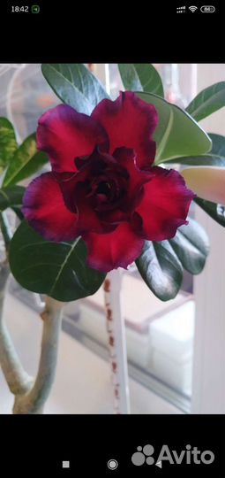 Адениум взрослый