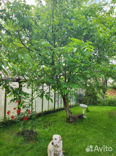 Грецкий орех саженцы