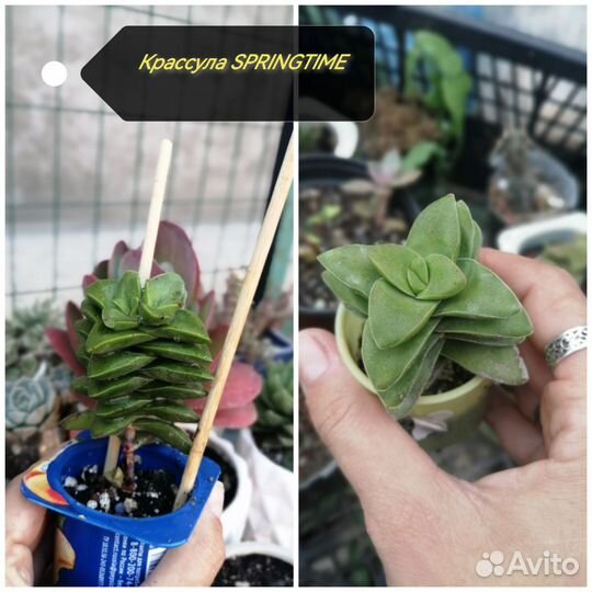 Крассулы сортовые