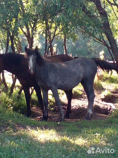 Продажа жеребчика