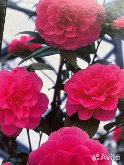 Камелия японская