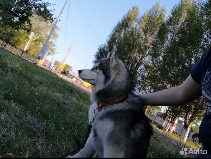Вязка сибирский хаски