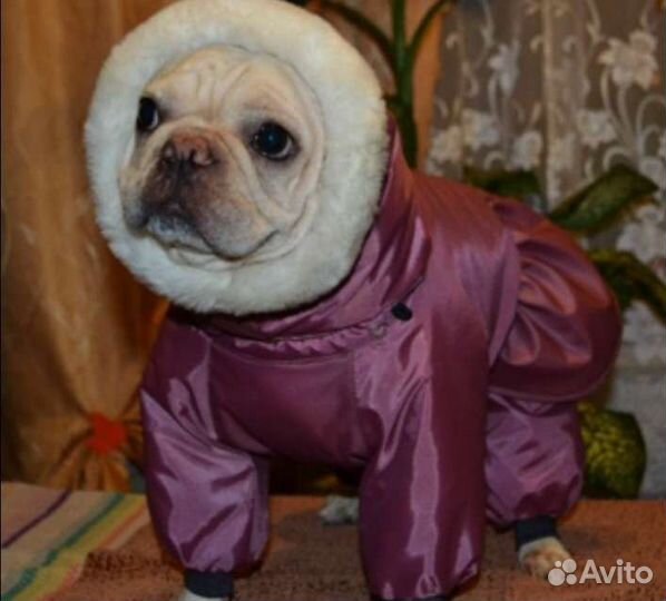 Одежда для собак