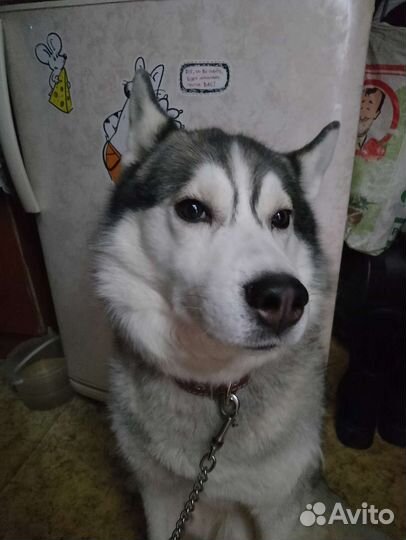 Сибирский хаски