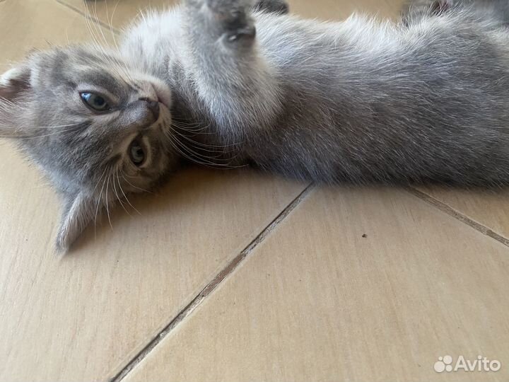 2 девочки и 1 мальчик